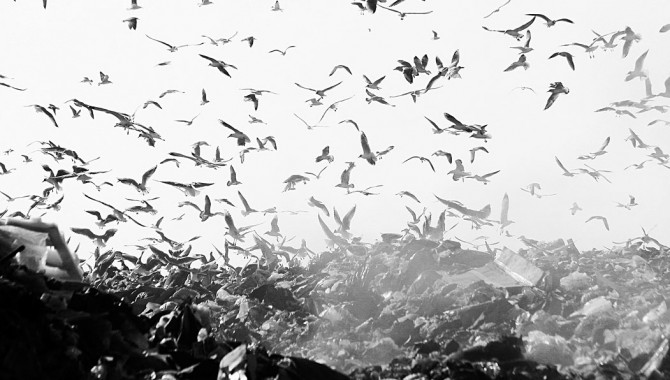 Zagrebački galebovi na Jakuševcu/ Foto: M.K.