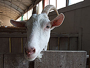 sajam3.jpg