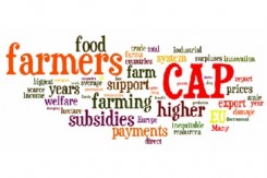 cap_reform_wordle.jpg