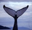 whalefluke_copy35294.jpg