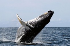 humpback_jpg_600x580_q85.jpg