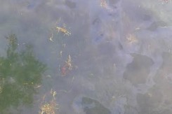 krka_copy52436.jpg
