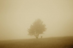 Foto: Mirela Šavrljuga