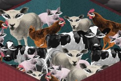animals.jpeg