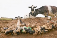 krave_global_warming_images_ashley_cooper.jpg
