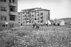 Foto: Naselje za zaposlenike tvornice Rade Končar, sredina 1950ih.