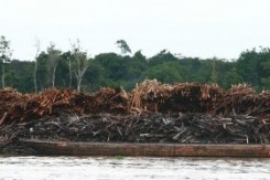 amazona_drvo_copy72346.jpg